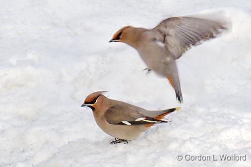 Two Bohemian Waxwings_05240.jpg - Bohemian Waxwings (Bombycilla garrulus) photographed at Ottawa, Ontario, Canada.